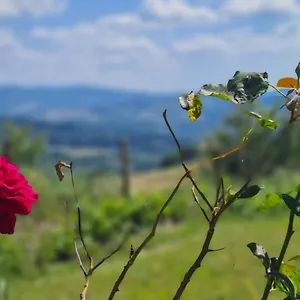 Il Nido Appartamento Volterra